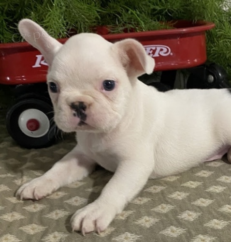 Francouzsk� buldo�ek,