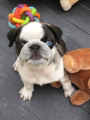 K dispozici jsou kr�sn� mopsl�ky panda. B�ov� mopsl�ky a �ern� mopsl�ky