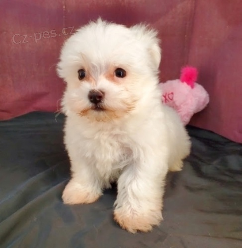 Maltsk� miniaturn� �t��ata.