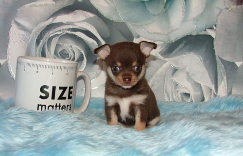 �ivava Mini hol�i�ka civava