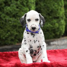 Miluj�c� dalmatin