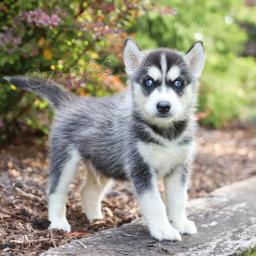 P��telsk� sibi�sk� husky