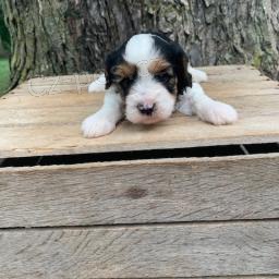 laskav� sm�s Cavalier