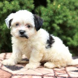 Hrav� Shih Tzu