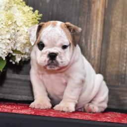 Vr�s�it� anglick� buldok