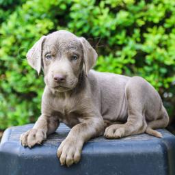 Rozko�n� labradorsk� retr�vr - st��bro