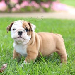 Rozko�n� anglick� buldok