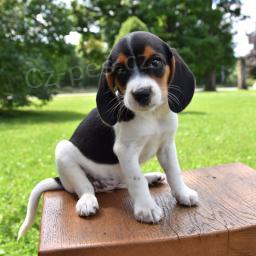 Optimistick� beagle