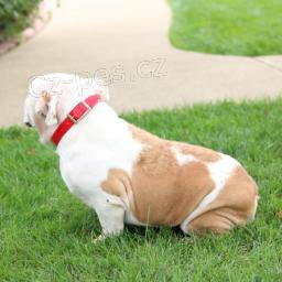 V�rn� anglick� buldok