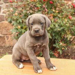 �umiv� Cane Corso (italsk� doga)