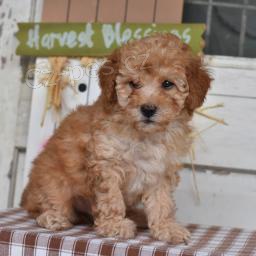 Kr�sn� pudl (hra�ka)