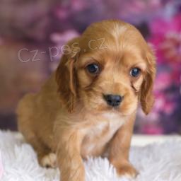 laskav� srdcovit� kokali�r