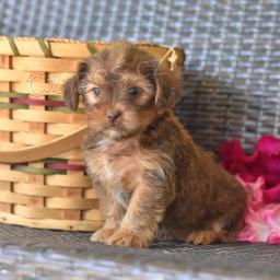 N�dhern� shorkie