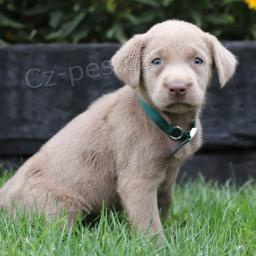 Miluj�c� labradorsk� retr�vr - st��bro