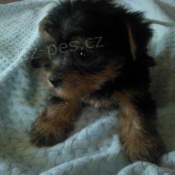 Optimistick� york��rsk� teri�r