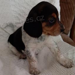 Vz�cn� beagle