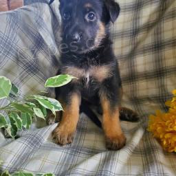 Povinn� n�meck� ov��k