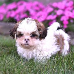 N�dhern� Shih Tzu