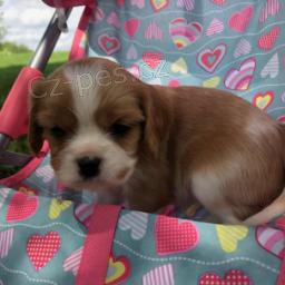 Sladk� kaval�r King Charles �pan�l