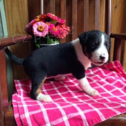 Mil� miniaturn� pudl�ky se srdcem