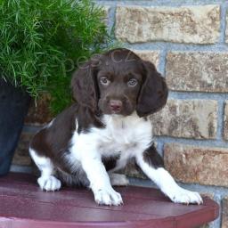 Roztomil� breta�sk� �pan�l