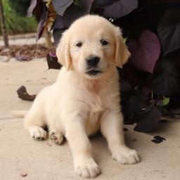 Sladk� zlat� retr�vr - anglick� kr�m