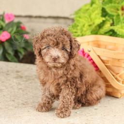 ply�ov� pudl (hra�ka)