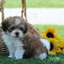 N�dhern� Shih-poo
