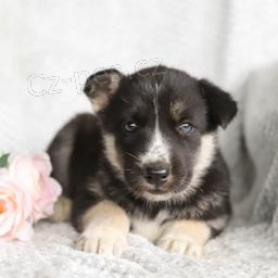 Sladk� n�meck� ov��k / Husky