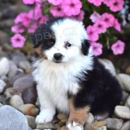 Spole�ensk� mini australsk� ov��k