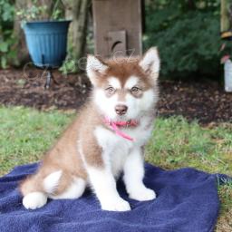 P��jemn� alja�sk� malamut