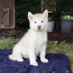 Sladk� alja�sk� malamut