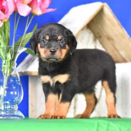 N�dhern� rotvajler