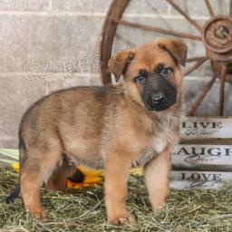 Mil� holandsk� ov��k