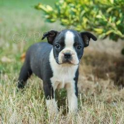 Miluj�c� Bostonsk� teri�r