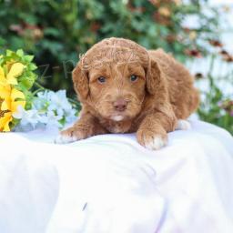 Rozko�n� Mini Goldendoodle