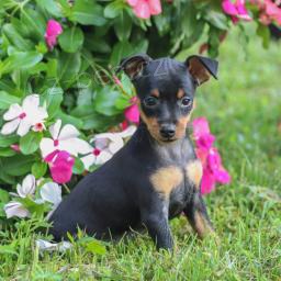 Mil� miniaturn� pin�