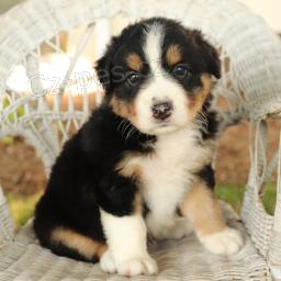 N�dhern� australsk� ov��k