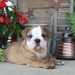 Miluj�c� anglick� buldok