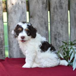 Rozko�n� svat� Bernard