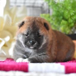 Mil��ku Shiba Inu