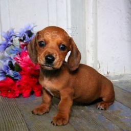 Okouzluj�c� jezev��k Mini