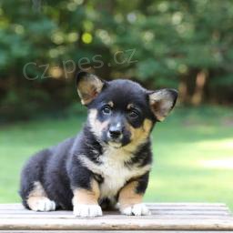 Rozko�n� Welsh Corgi (Pembroke)