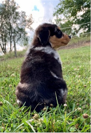 Roztomil� �t���tka jsou p�ipravena poznat nov� rodiny.