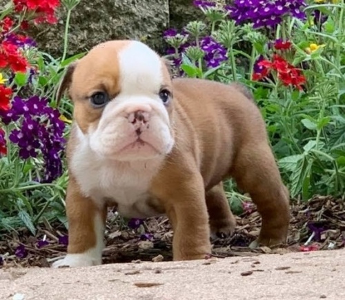 rozko�n� �t���tka anglick�ho buldoka na prodej