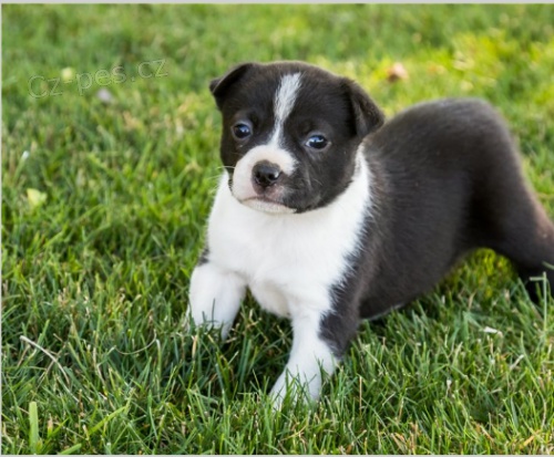 Roztomil� �t���tka jsou p�ipravena poznat nov� rodiny.