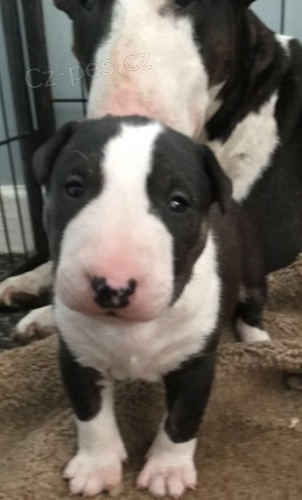 rozko�n� �t���tka bulteri�ra na prodej