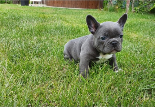 Roztomil� �t���tka jsou p�ipravena poznat nov� rodiny.