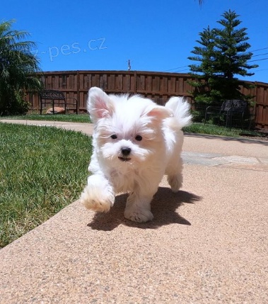 Roztomil� �t���tka jsou p�ipravena poznat nov� rodiny.