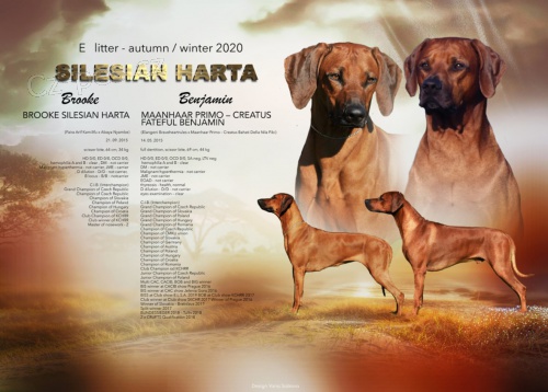 Rhod�sk� ridgeback s PP